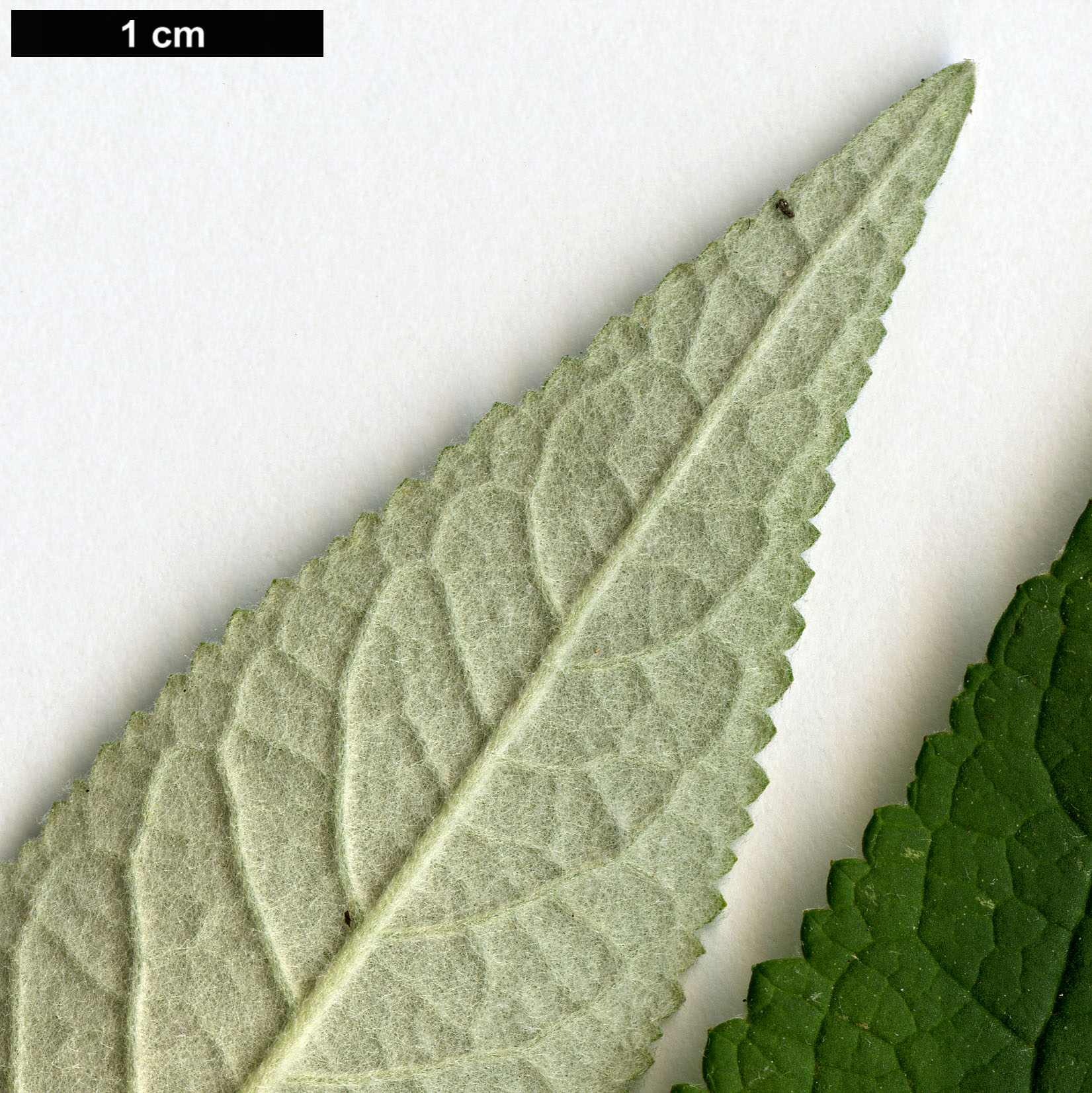 High resolution image: Family: Scrophulariaceae - Genus: Buddleja - Taxon: ×weyeriana (B.davidii × B.globosa)